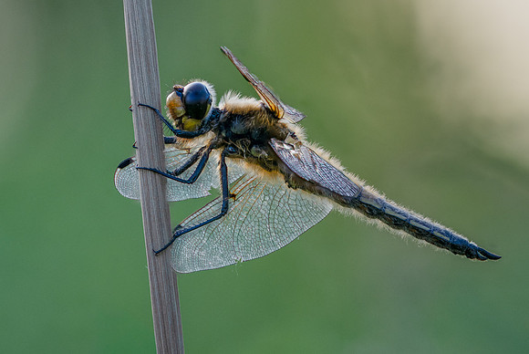 4-Spotted Chaser 020626 -13