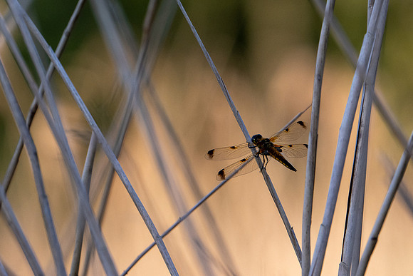 4-Spotted Chaser 020626 -11