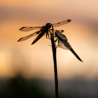 4-Spotted Chaser 020626 -10