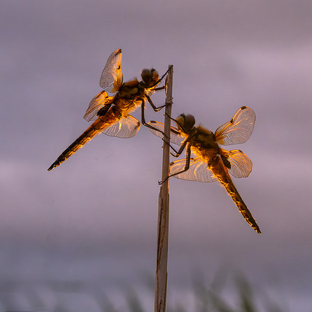 4-Spotted Chaser 020626 -9