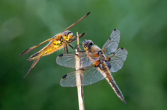 4-Spotted Chaser 020626 -8