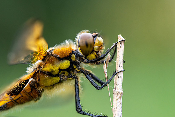 4-Spotted Chaser 020626 -7