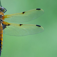 4-Spotted Chaser 020626 -6