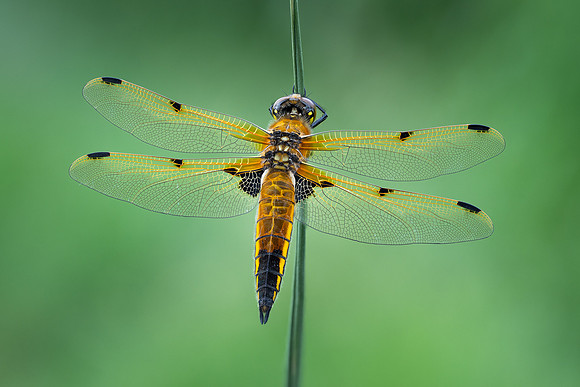 4-Spotted Chaser 020626 -5
