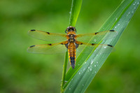 4-Spotted Chaser 020626 -17