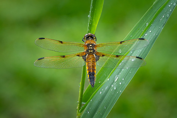 4-Spotted Chaser 020626 -17