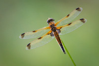 4-Spotted Chaser 020626 -2