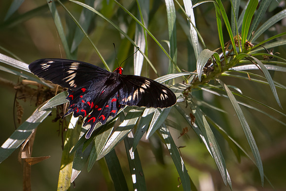Common Rose Butterfly