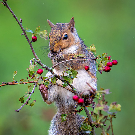 Grey Squirrel 081024-1