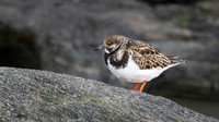 Turnstone 260326