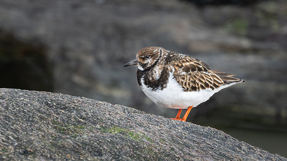 Turnstone 260326