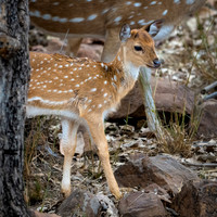 Spotted Deer Fawn