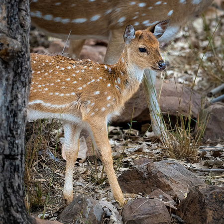 Spotted Deer Fawn