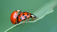 Ladybirds Mating 270626