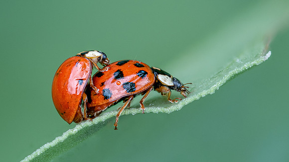 Ladybirds Mating 270626