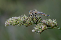 Robber Fly 270626