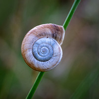Land Snail 270626 -1