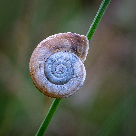 Land Snail 270626 -1