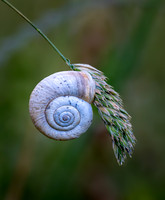 Land Snail 270626 -2