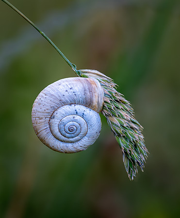 Land Snail 270626 -2