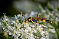 Parasitic Wasp 270626