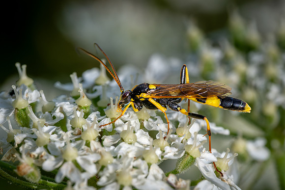 Parasitic Wasp 270626
