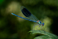 Banded Damoiselle 270626