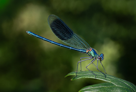 Banded Damoiselle 270626