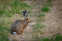Brown Hare 300626 -2