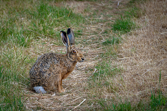 Brown Hare 300626 -2
