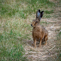 Brown Hare 300626 -3