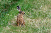 Brown Hare 300626 -1