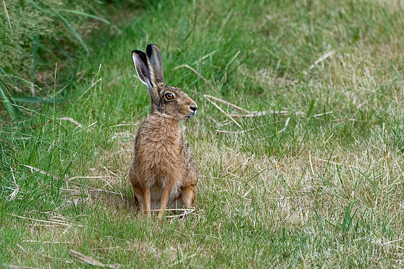 Brown Hare 300626 -1