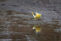 Grey Wagtail