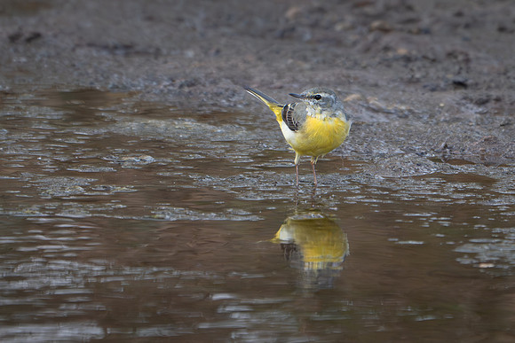 Grey Wagtail