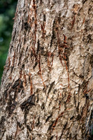 Tiger Claw Marks on Tree