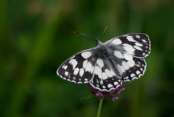Marbled White 010724-2