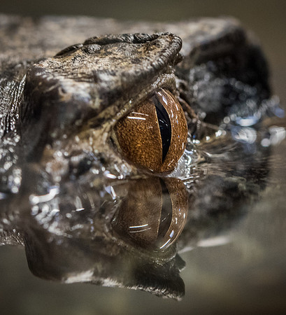 Crocodiles of the World -8