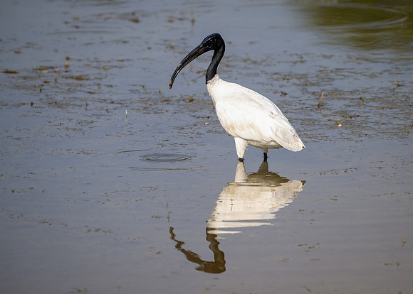 Black-headed Ibis -1