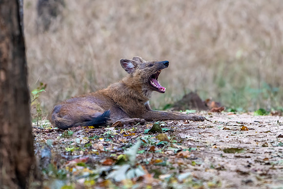 Wild Dog -2
