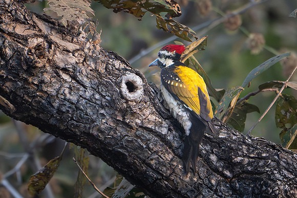 Black-rumped Flameback