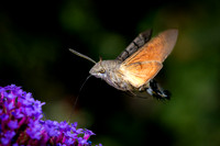 Hummingbird Hawk Moth 060825