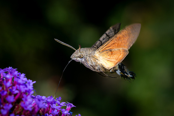 Hummingbird Hawk Moth 060825