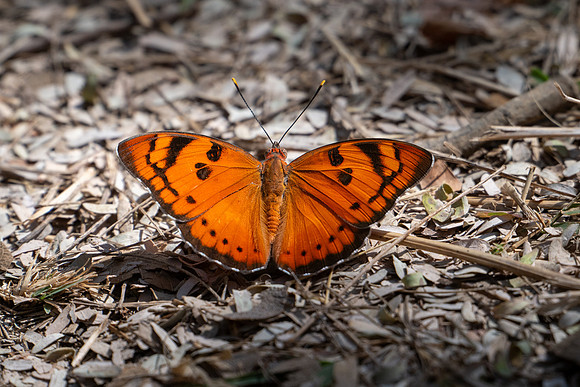Baronet Butterfly