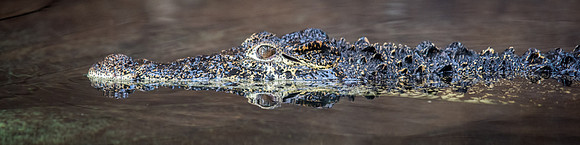 Crocodiles of the World -7