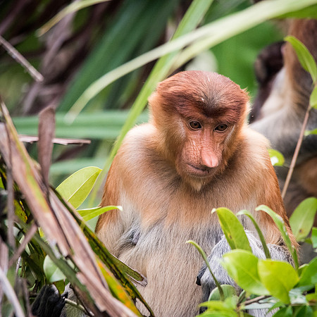 Proboscis Monkey. Female -4