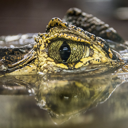 Crocodiles of the World -5