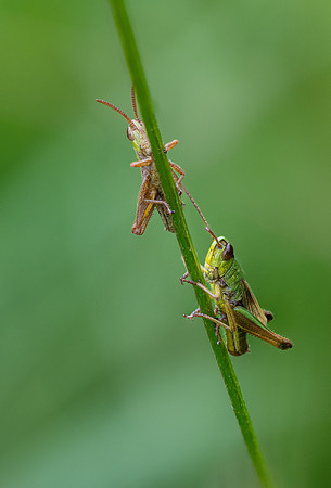 Meadow Grasshopper 010724-1