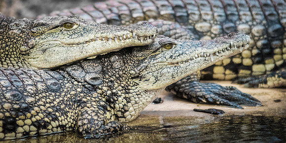 Crocodiles of the World -6