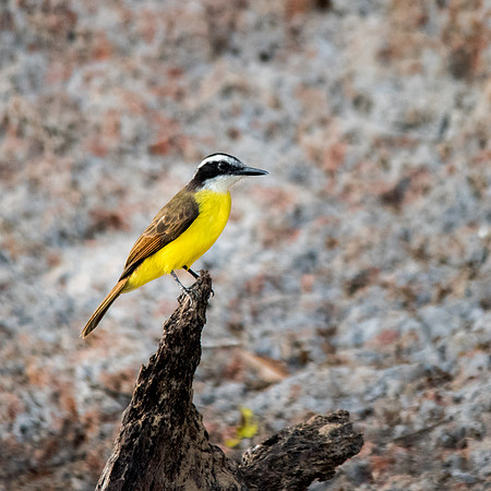 Rusty Margin Flycatcher -3